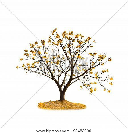 Silk Cotton Flower Tree