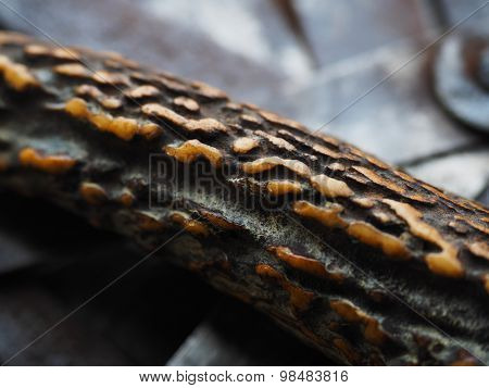 Premium quality stag handle (deer horn handle) close up. Commonly used on handle for camping and outdoor knives. Shallow depth of field.