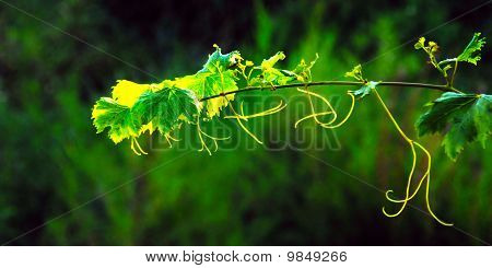 Planta de videira Green