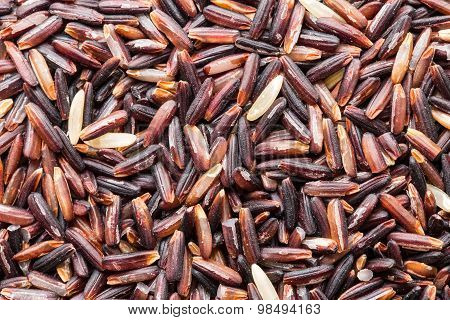 Rice berry Seed