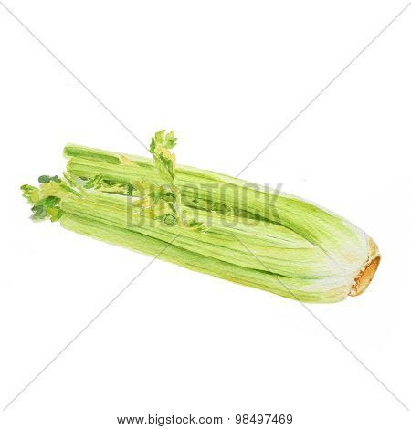 Isolated watercolor celery sketch