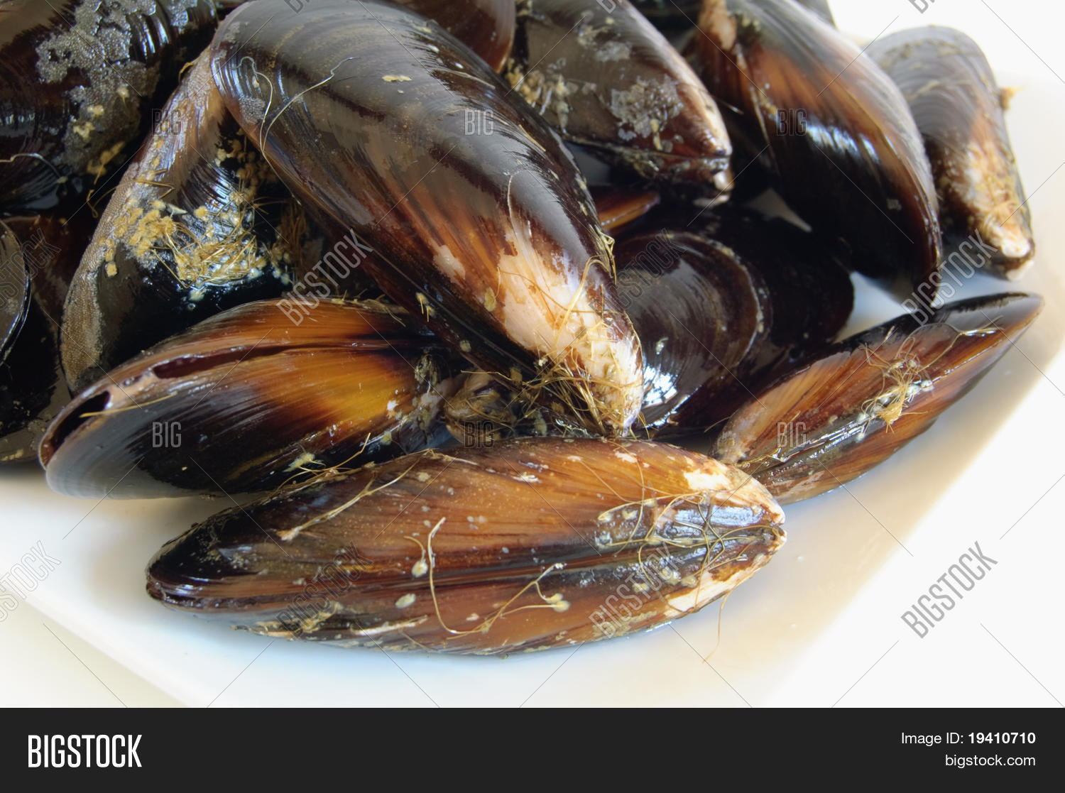 Can You Freeze Uncooked Mussels In Their Shells at Douglas Johnson blog