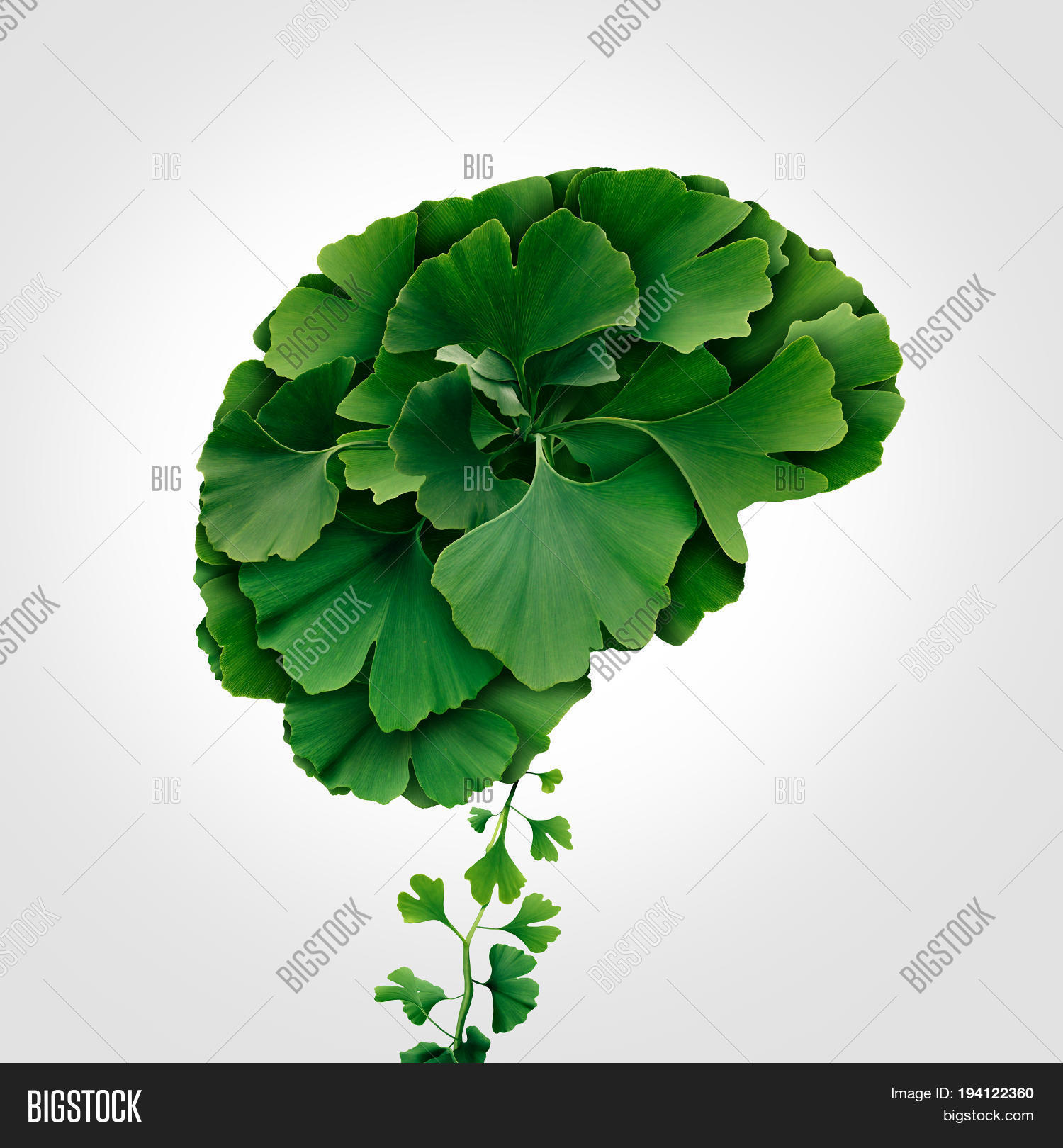 Ginkgo Biloba Brain Image & Photo (Free Trial) Bigstock