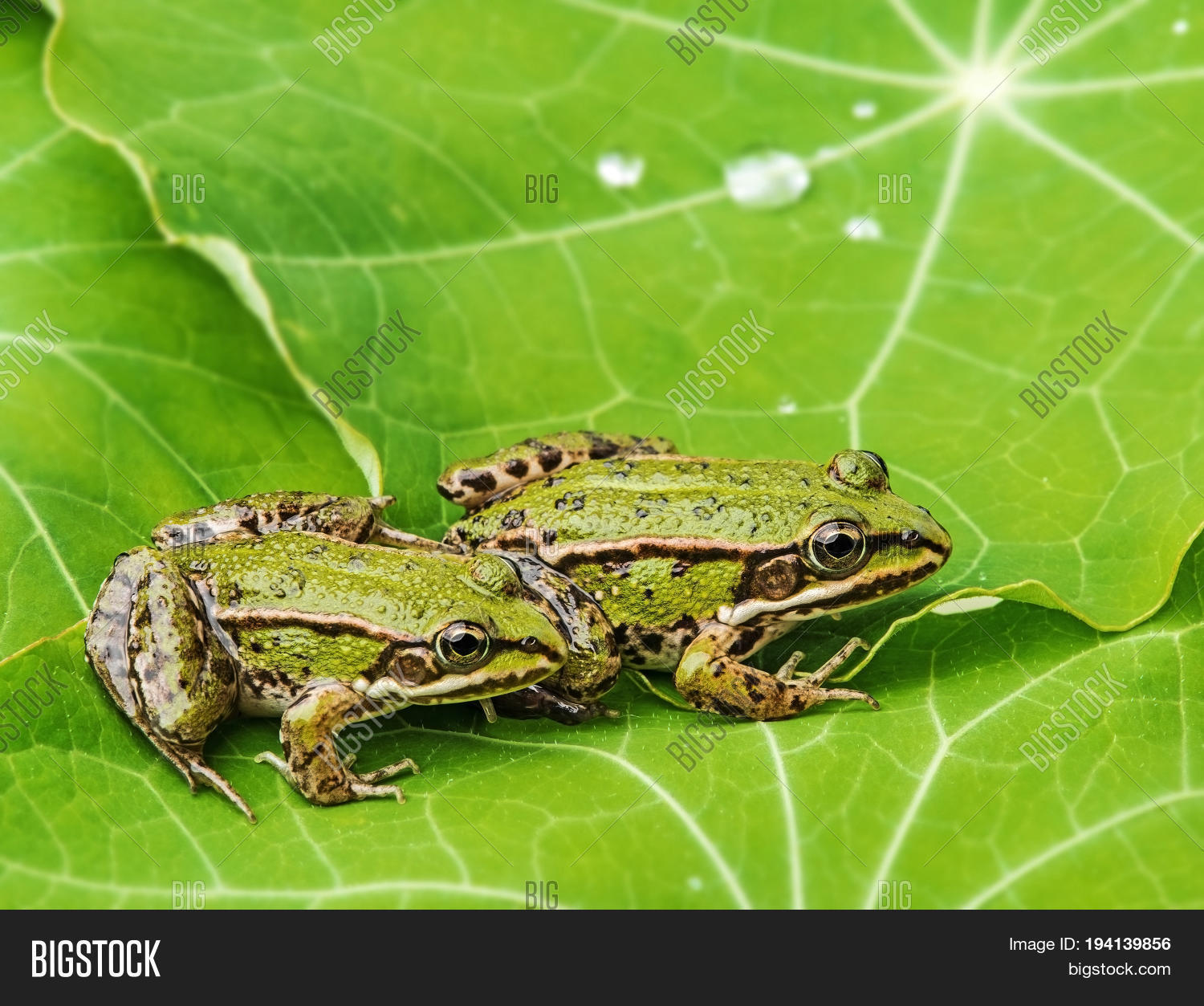 Rana Esculenta Image & Photo (Free Trial) Bigstock