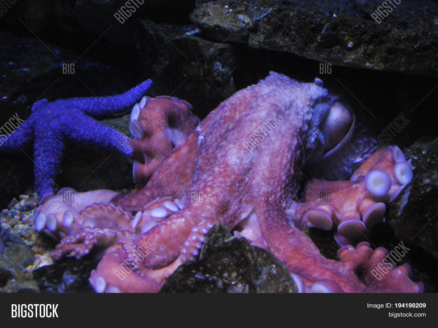Superb Pink Octopus Image & Photo (Free Trial) Bigstock
