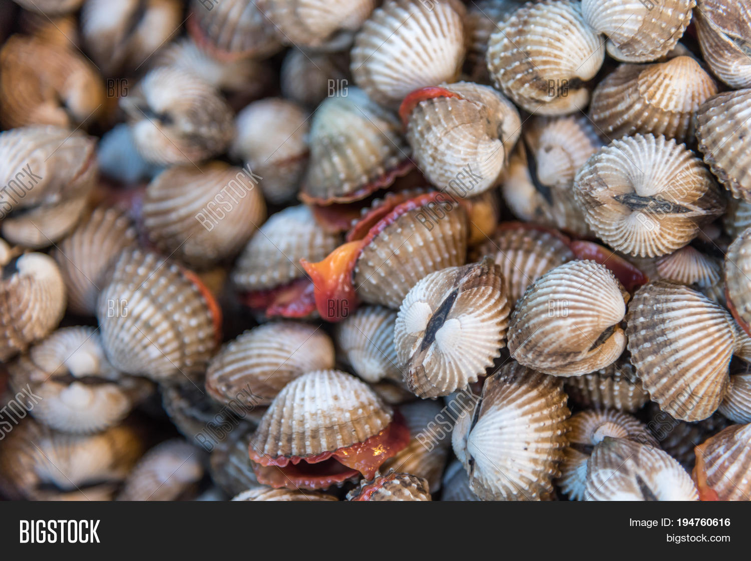 Fresh Raw Sea Cockles Image & Photo (Free Trial) Bigstock