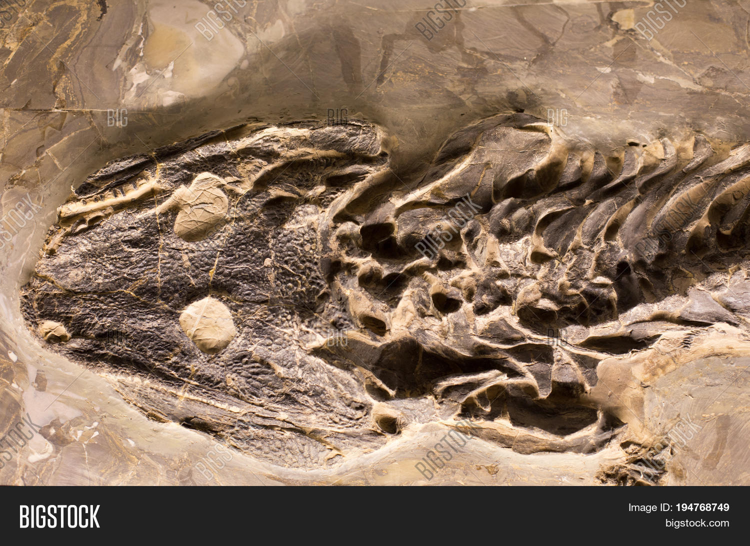 Fossils Amphibian Rock Image & Photo (Free Trial) | Bigstock