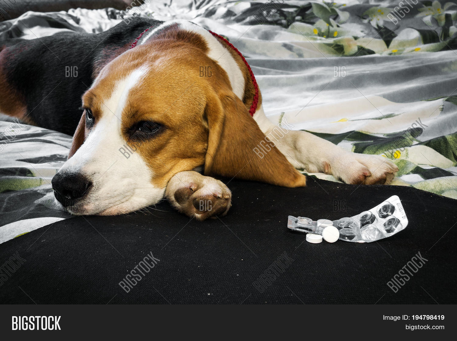 сицк дог. собака болеет. неврозы у животных. грустная собака. собака болеет.