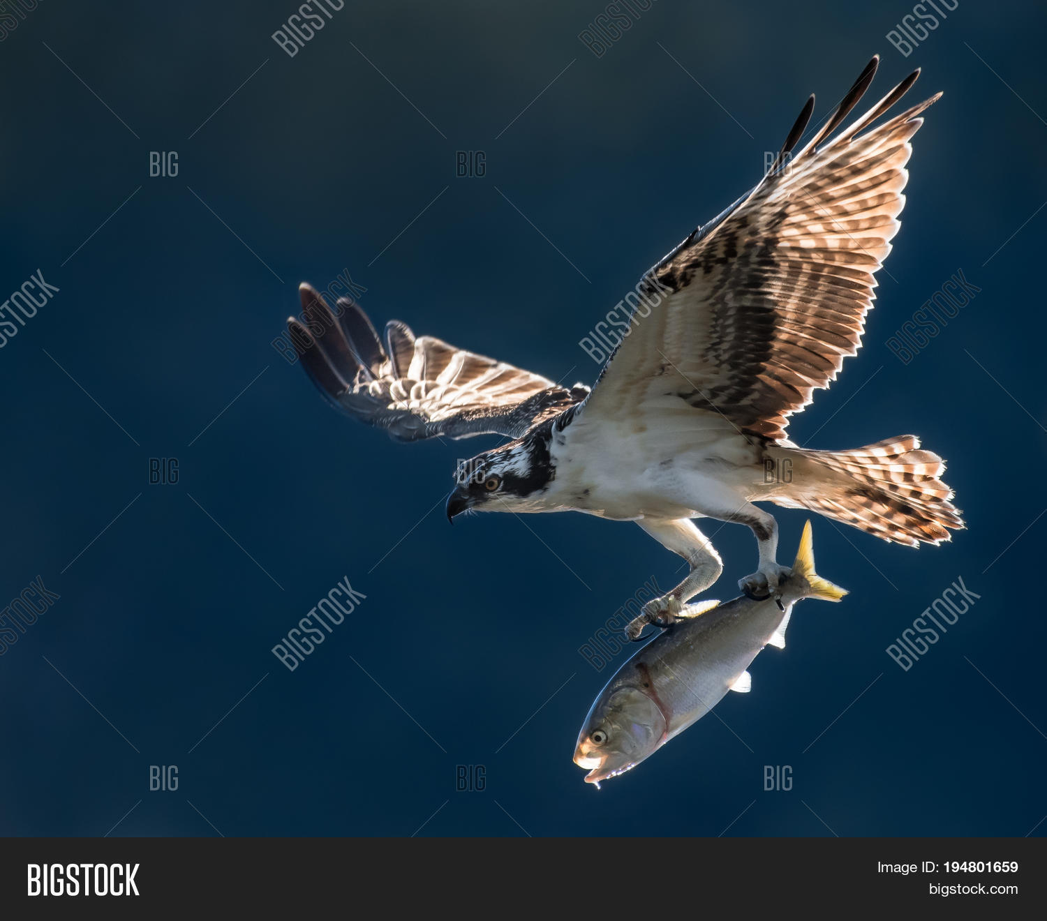 Osprey Flight Backlit Image & Photo (Free Trial) Bigstock