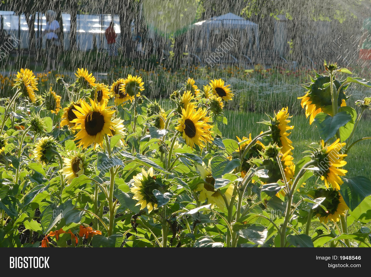 Sunflowers Under Rain Image & Photo (Free Trial) Bigstock