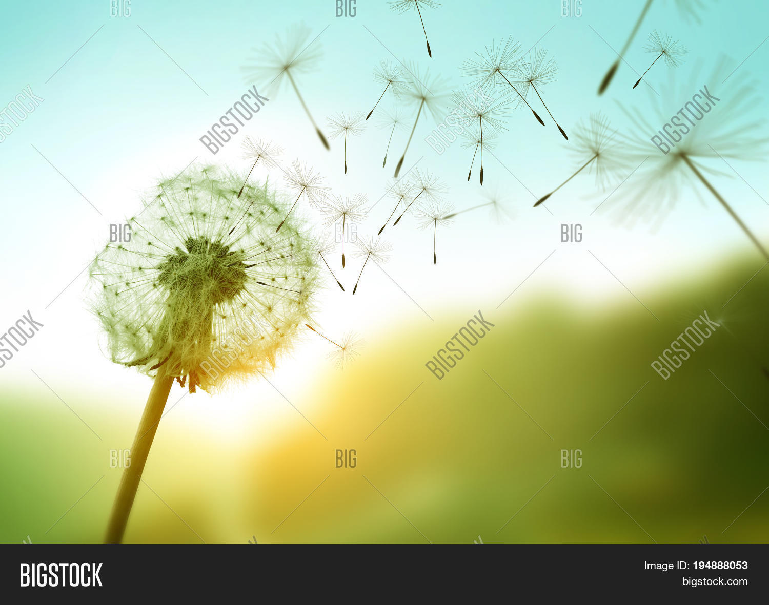 Dandelion Seeds Image & Photo (Free Trial) Bigstock