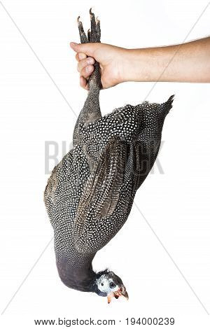guinea fowl - Numida meleagris f. domestica