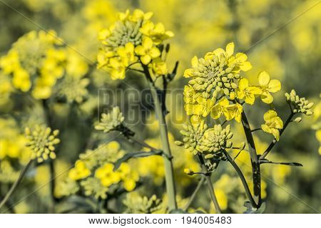 rape plant (canola rapeseed) in detail on field