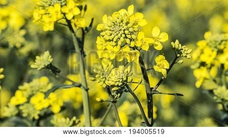 rape plant (canola rapeseed) in detail on field