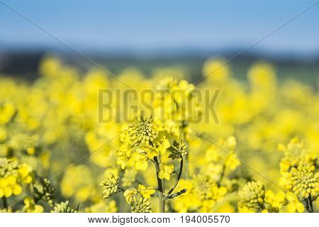 rape plant (canola rapeseed) in detail on field