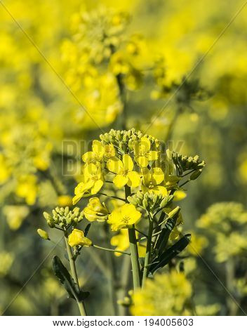 rape plant (canola rapeseed) in detail on field