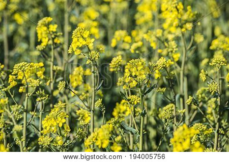 rape plant (canola rapeseed) in detail on field