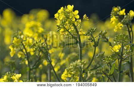 rape plant (canola rapeseed) in detail on field