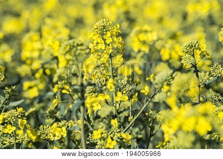 rape plant (canola rapeseed) in detail on field