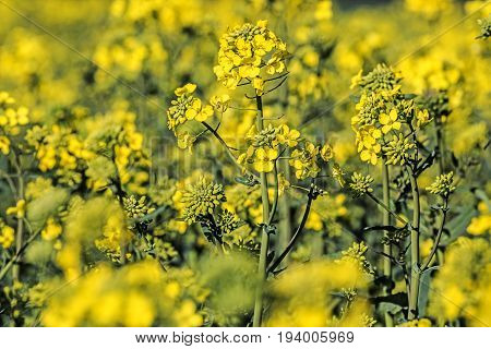 rape plant (canola rapeseed) in detail on field