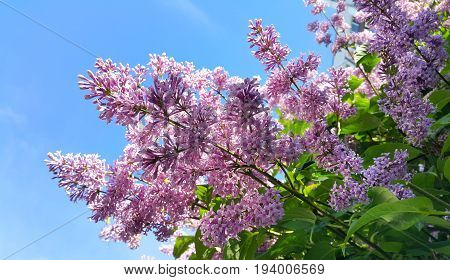 Spring branches with beautiful blossoming lilac flowers against blue sky