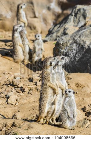 a Group of meerkats - close up