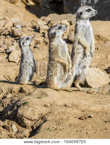 a Group of meerkats - close up