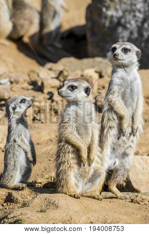 a Group of meerkats - close up