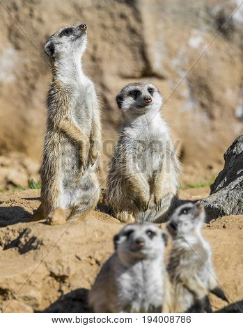 a Group of meerkats - close up