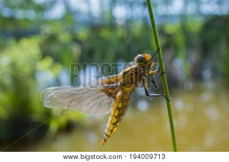 Libellula depressa (female) - dragonfly (Broad-bodied chaser) sitting on a grass