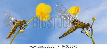 Libellula depressa (female) - dragonfly (Broad-bodied chaser) sitting on a flower