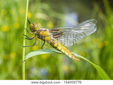 Libellula depressa (female) - dragonfly (Broad-bodied chaser) sitting on a grass