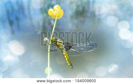 Libellula depressa (female) - dragonfly (Broad-bodied chaser) sitting on a flower