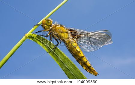 Libellula depressa (female) - dragonfly (Broad-bodied chaser) sitting on a grass
