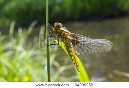 Libellula depressa (female) - dragonfly (Broad-bodied chaser) sitting on a grass