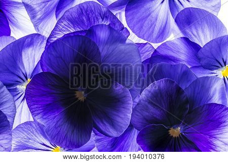 pansy flower close up - flower background