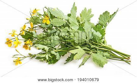 Greater celandine  - Chelidonium majus - herb