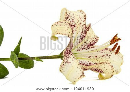 Big Flower Of Brindle Lily, Isolated On White Background