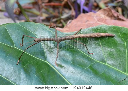 A brown stick bug walks around its environment looking for action.