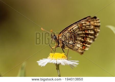 Macro photo of a heath fritillary (Melitaea athalia) butterfly.