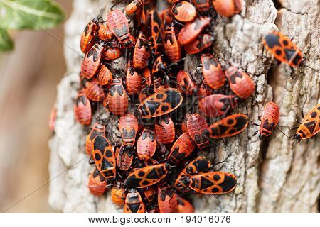 An accumulation of firebugs (Pyrrhocoris apterus) on wood.