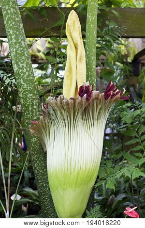 A rare, giant Corpse Plant that only blooms every 3 years.