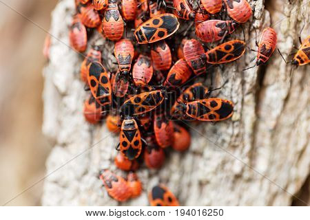 An accumulation of firebugs (Pyrrhocoris apterus) on wood.