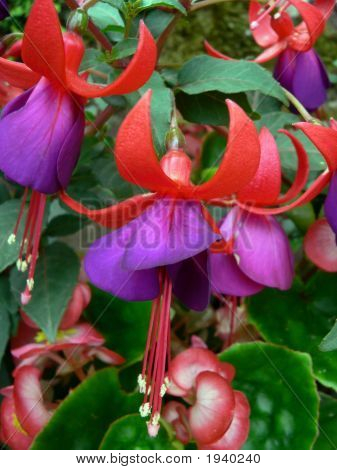 Appesi fiori fucsia