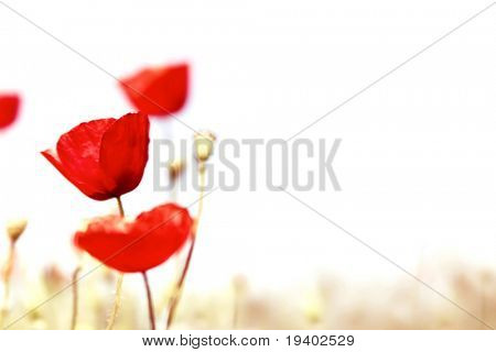 lente vervagen - poppy achtergrond van een veld