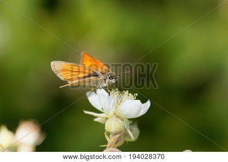 A large skipper butterfly (Ochlodes sylvanus) on a flower.