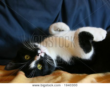 Gato brincalhão