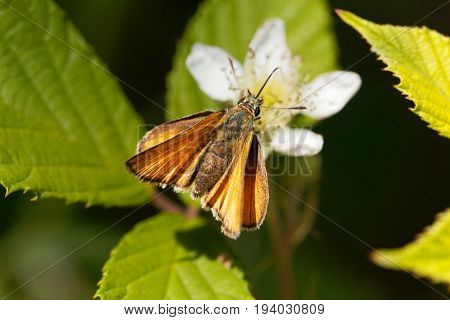 A large skipper butterfly (Ochlodes sylvanus) on a flower.