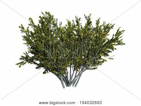 3D Rendering Creosote Bush On White