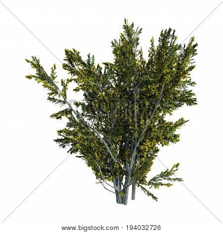 3D Rendering Creosote Bush On White